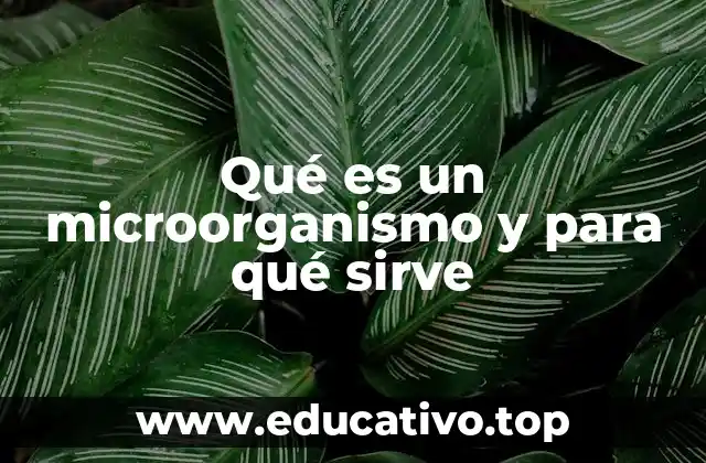Qué es un microorganismo y para qué sirve
