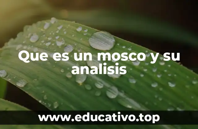 Que es un mosco y su analisis