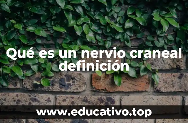 Qué es un nervio craneal definición