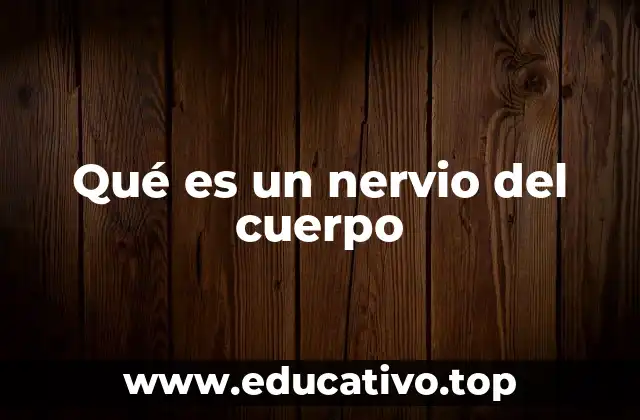 Qué es un nervio del cuerpo