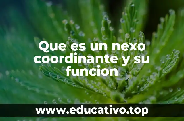 Que es un nexo coordinante y su funcion