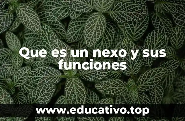 Que es un nexo y sus funciones