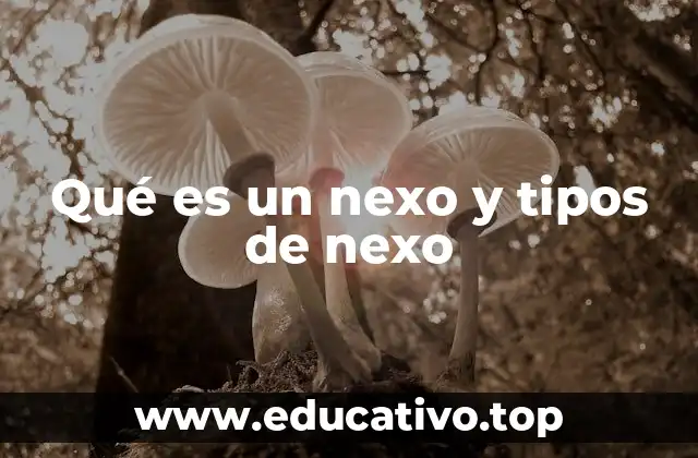 Qué es un nexo y tipos de nexo