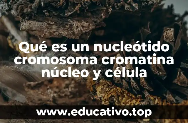 Qué es un nucleótido cromosoma cromatina núcleo y célula