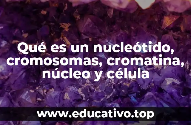 Qué es un nucleótido, cromosomas, cromatina, núcleo y célula