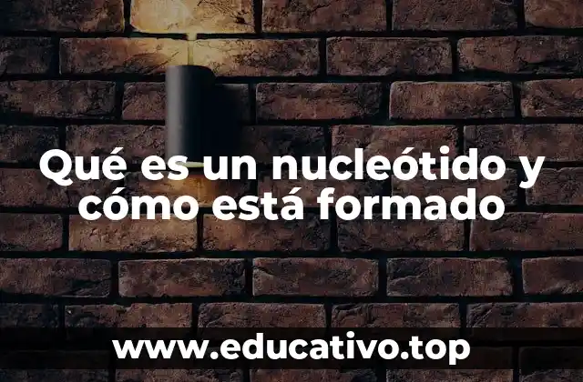 Qué es un nucleótido y cómo está formado