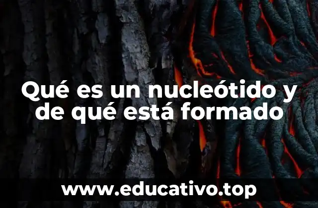 Qué es un nucleótido y de qué está formado