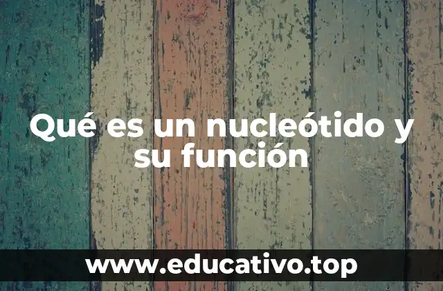 Qué es un nucleótido y su función