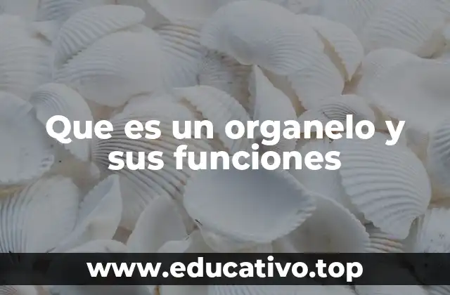 Que es un organelo y sus funciones
