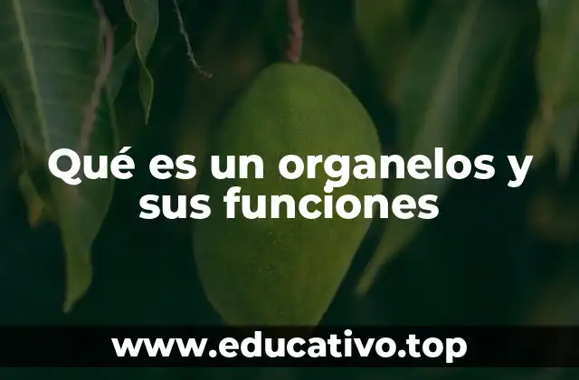 Qué es un organelos y sus funciones
