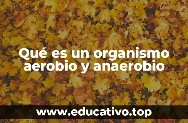 Qué es un organismo aerobio y anaerobio