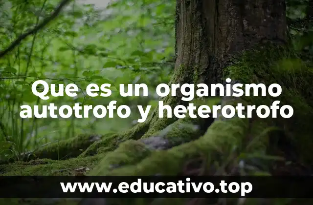 Que es un organismo autotrofo y heterotrofo