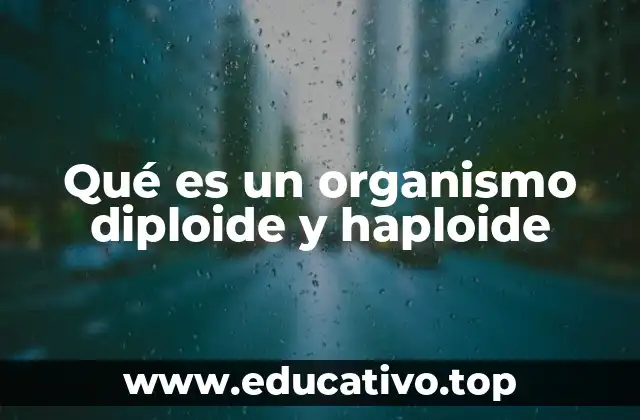 Qué es un organismo diploide y haploide