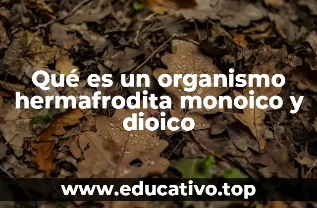 Qué es un organismo hermafrodita monoico y dioico