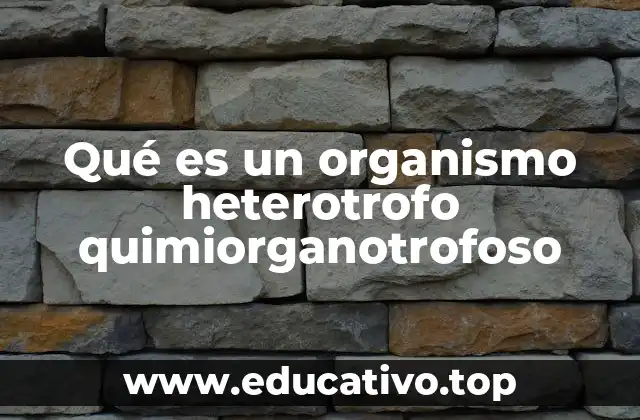 Qué es un organismo heterotrofo quimiorganotrofoso