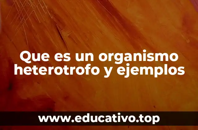Que es un organismo heterotrofo y ejemplos