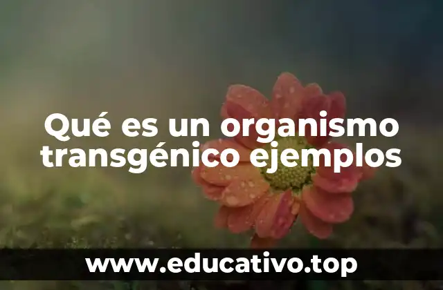 Qué es un organismo transgénico ejemplos