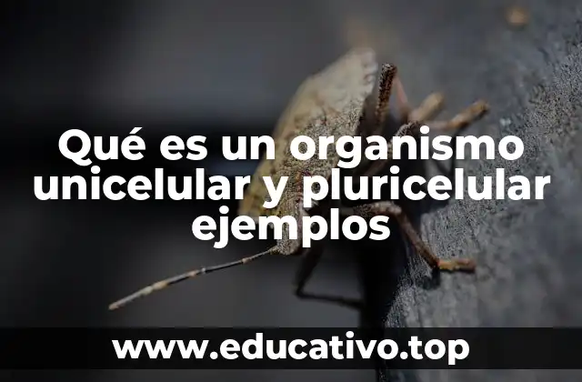 Diferencias entre organismos unicelulares y pluricelulares