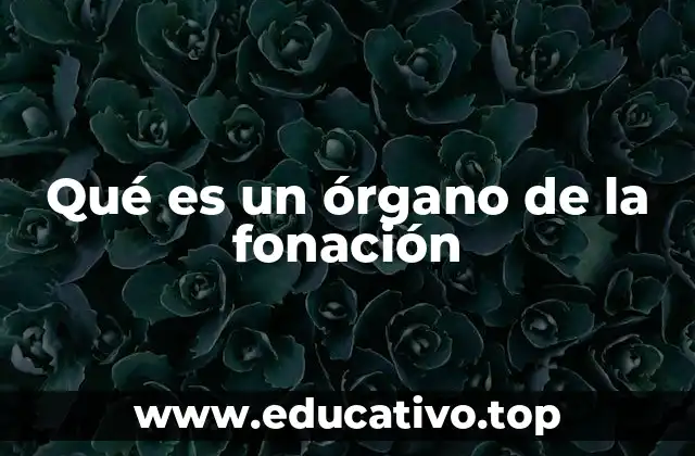 Qué es un órgano de la fonación