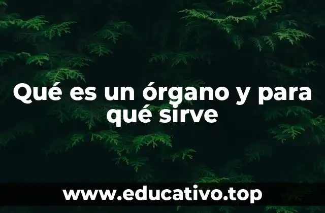 Qué es un órgano y para qué sirve