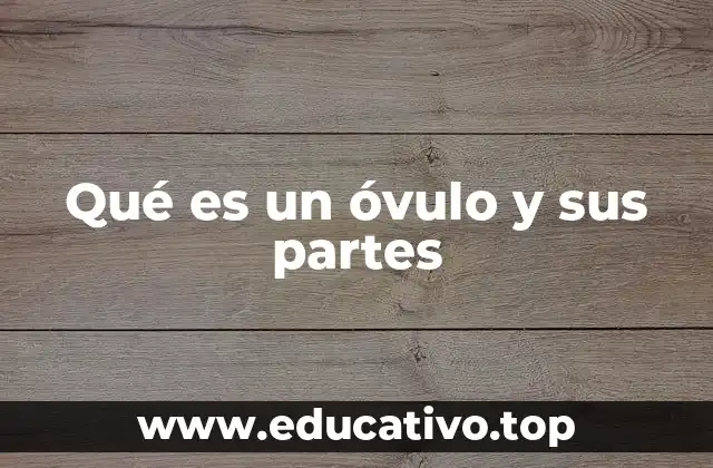 Qué es un óvulo y sus partes