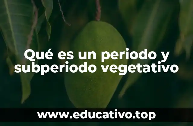 La importancia del crecimiento vegetativo en el ciclo de vida de las plantas