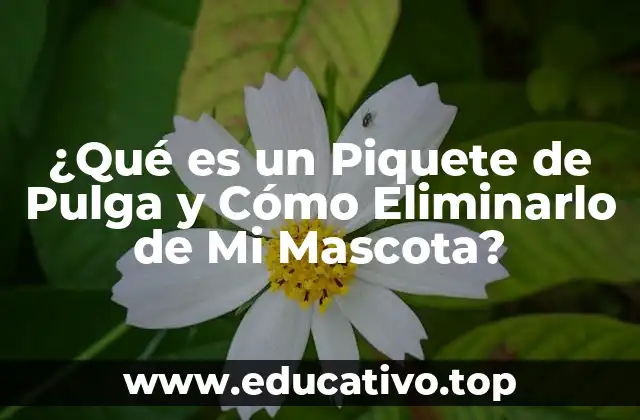 ¿Qué es un Piquete de Pulga y Cómo Eliminarlo de Mi Mascota?