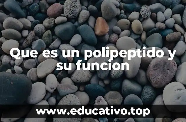 Que es un polipeptido y su funcion