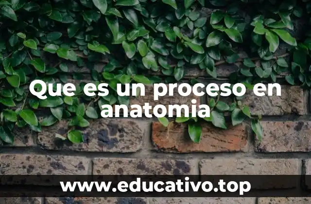 Que es un proceso en anatomia