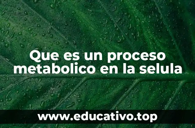 Que es un proceso metabolico en la selula