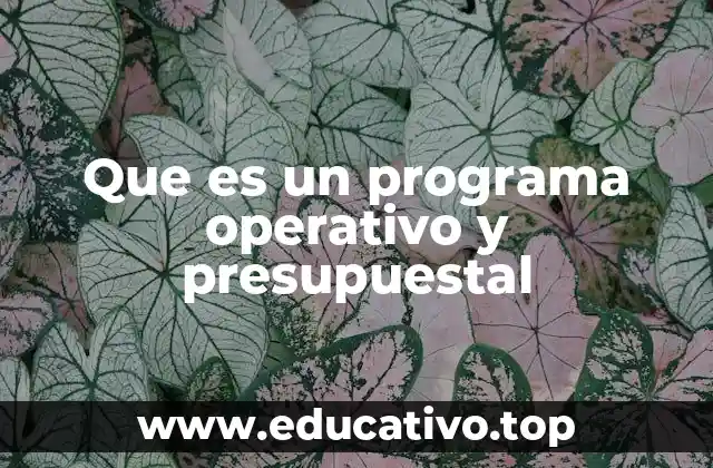 Que es un programa operativo y presupuestal