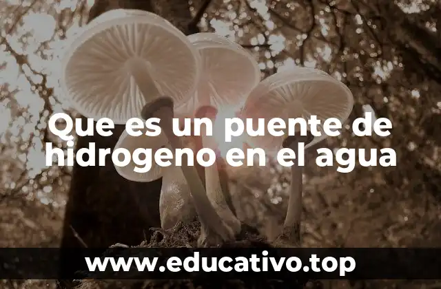 Que es un puente de hidrogeno en el agua
