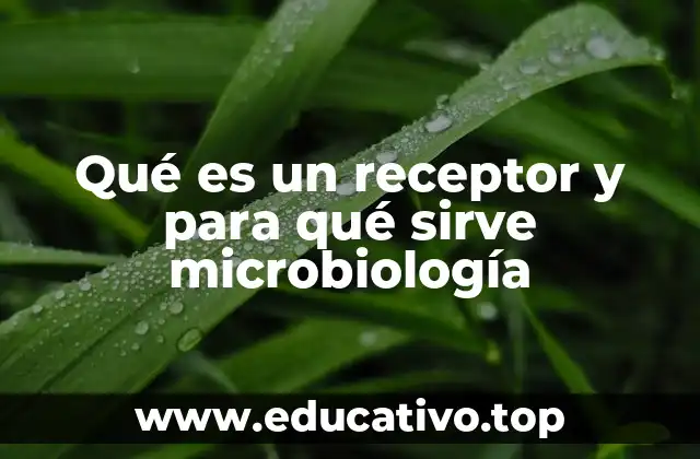 Qué es un receptor y para qué sirve microbiología