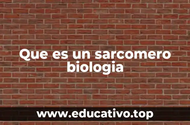 Estructura y componentes del sarcomero