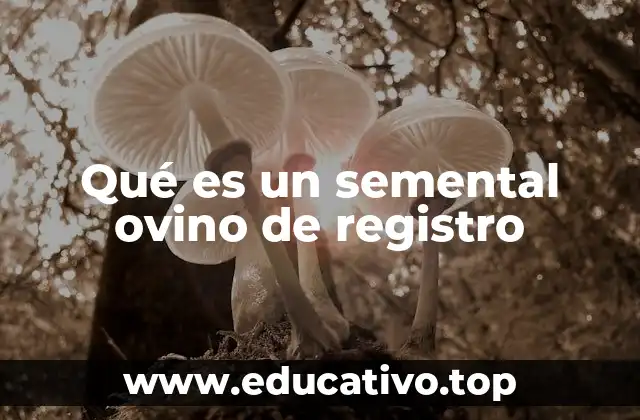 Qué es un semental ovino de registro