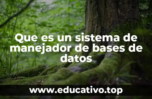 Que es un sistema de manejador de bases de datos