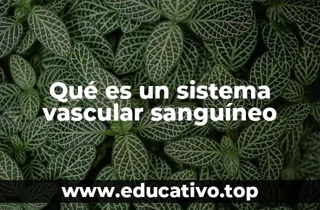 Qué es un sistema vascular sanguíneo