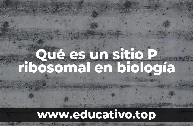Qué es un sitio P ribosomal en biología