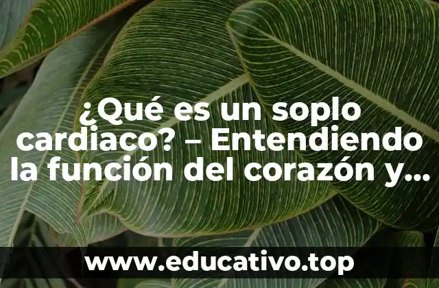 ¿Qué es un soplo cardiaco? – Entendiendo la función del corazón y los murmullos cardiacos