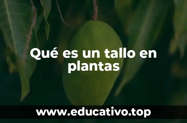 Qué es un tallo en plantas