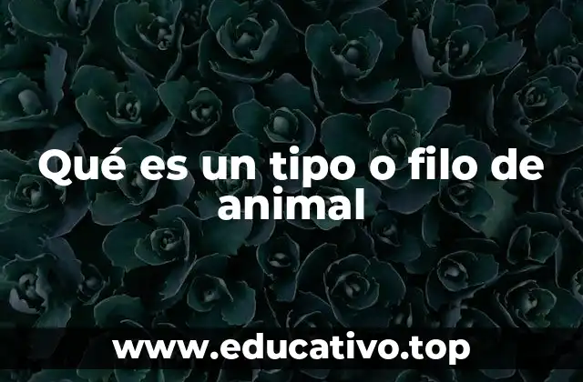 Qué es un tipo o filo de animal