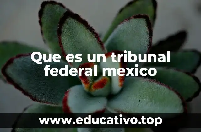 Que es un tribunal federal mexico