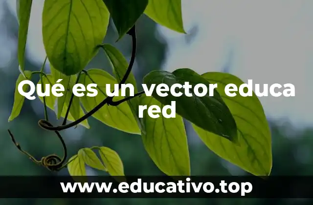 Qué es un vector educa red