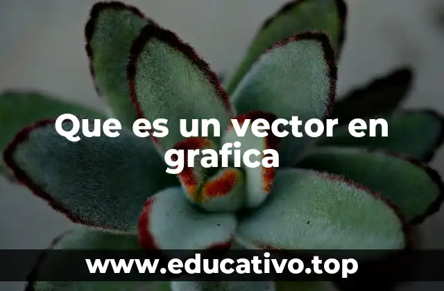 Que es un vector en grafica