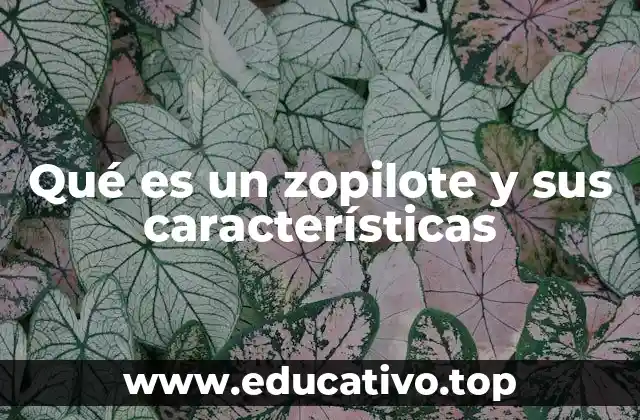 Qué es un zopilote y sus características