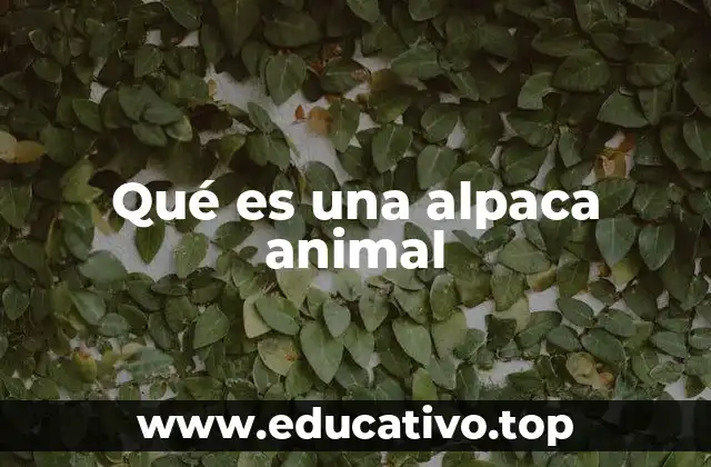 Qué es una alpaca animal