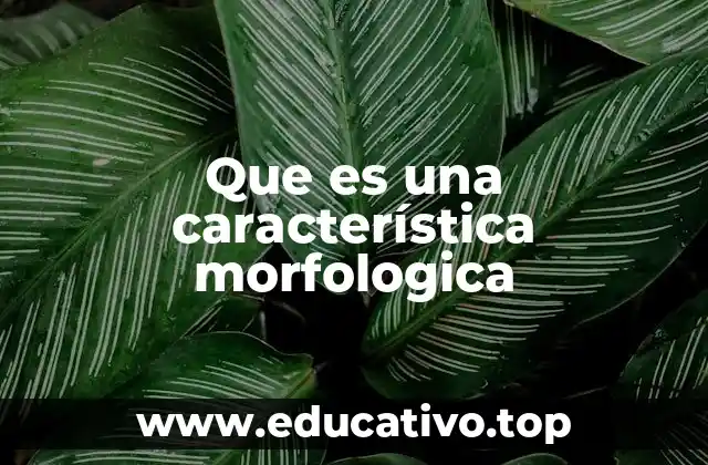 Que es una característica morfologica