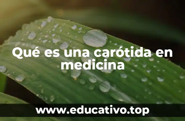 Qué es una carótida en medicina