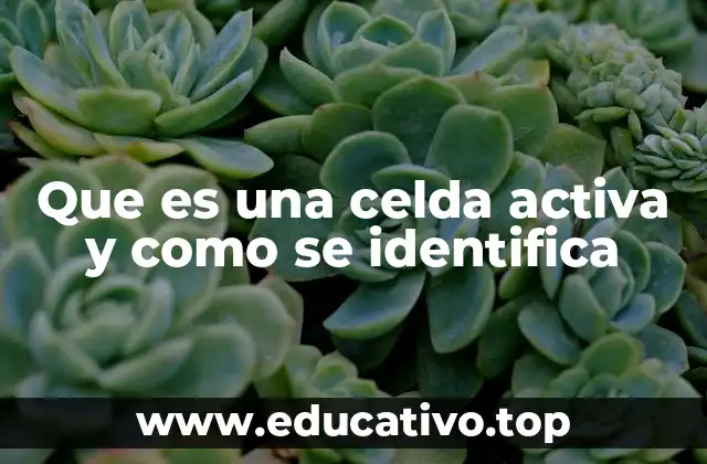 Que es una celda activa y como se identifica