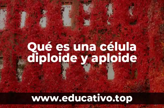 Qué es una célula diploide y aploide
